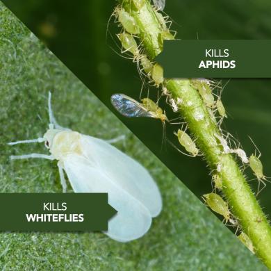 BIOADVANCED FRUIT, CITRUS & VEGETABLE INSECT CONTROL